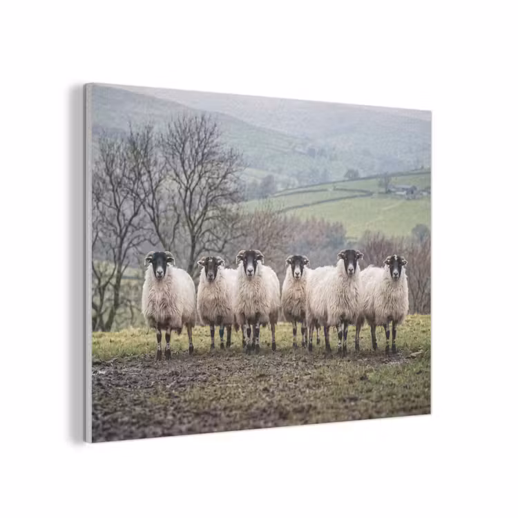 Schapen - Rij - Weide - Dieren - Platteland PET vilt klein -3d