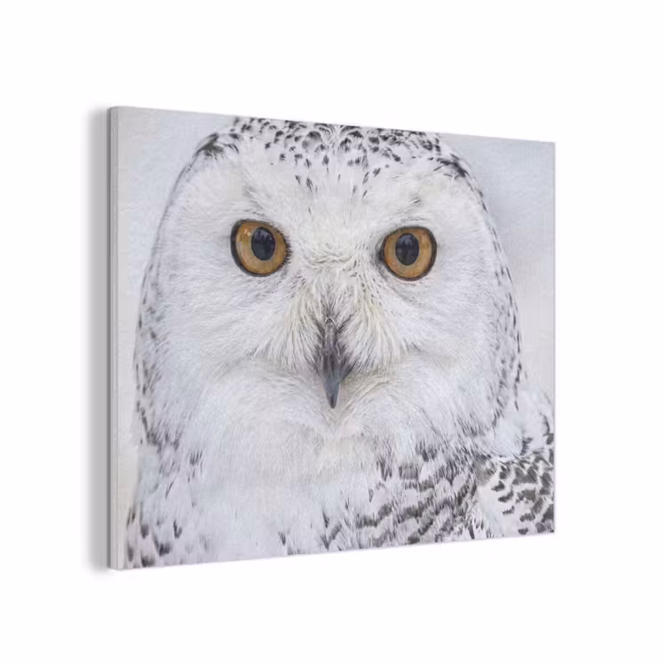 Sneeuwuil - Oog - Wildlife - Wit PET vilt klein -3d