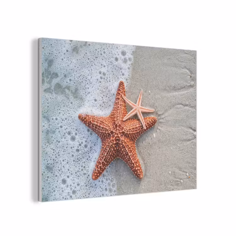 Zeester - Strand - Zee PET vilt klein -3d
