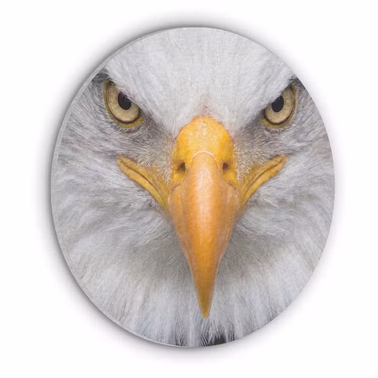 Amerikaans - Zeearend - Portret - Geel Akoestische PET Vilt - Rond klein -3d