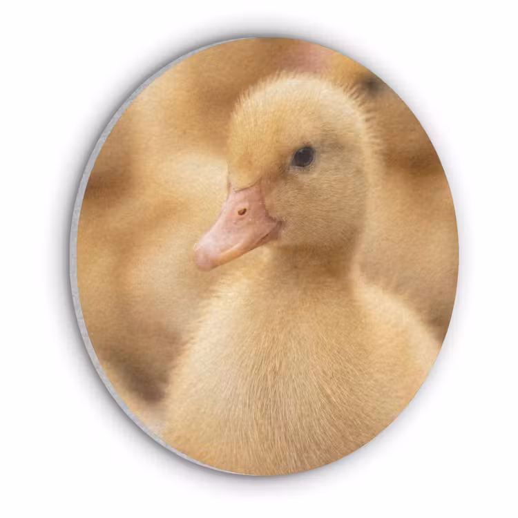 Pijltje - Eend - Natuur - Geel Akoestische PET Vilt - Rond klein -3d