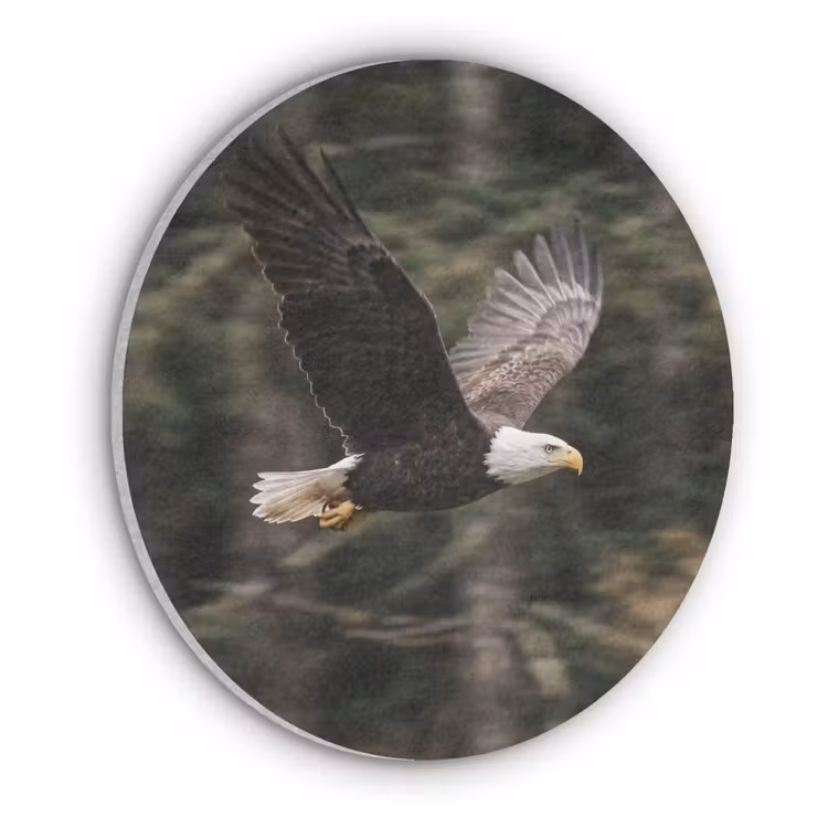 Zeearend - Vliegen - Bos - Natuur Akoestische PET Vilt - Rond klein -3d