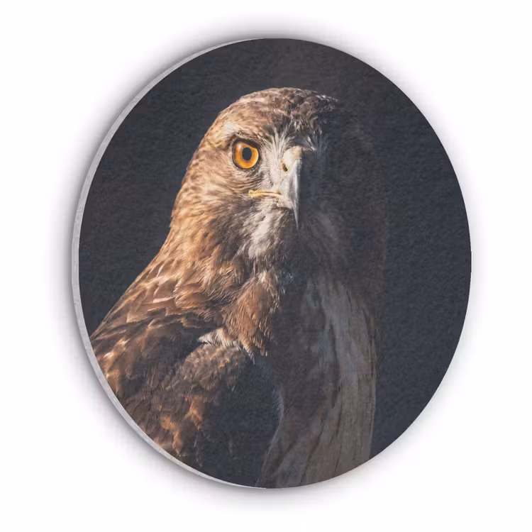 Roofvogel - Buizerd - Bruin Akoestische PET Vilt - Rond klein -3d