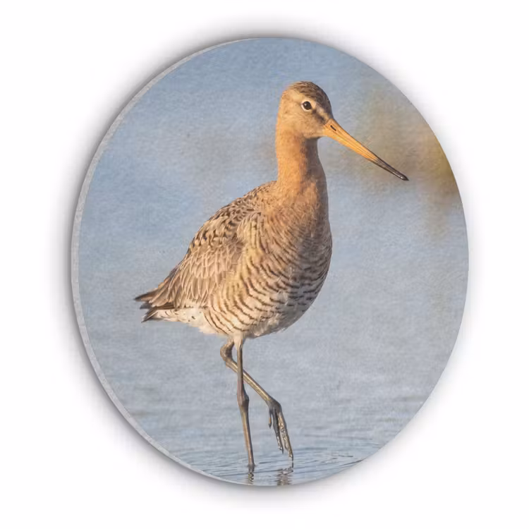 Vogel - Steltloper - Water - Natuur Akoestische PET Vilt - Rond klein -3d