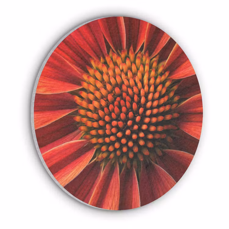 Close up - Bloem- Rood Akoestische PET Vilt - Rond klein -3d