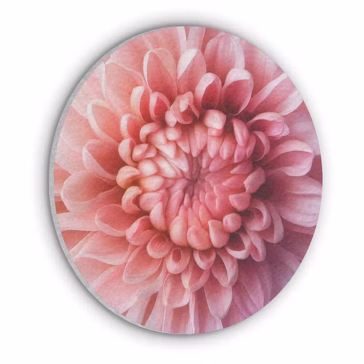 Dahlia - Bloem - Close up - Roze Akoestische PET Vilt - Rond klein -3d