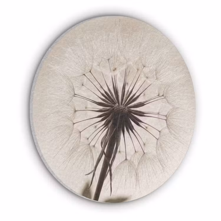 Paardenbloem - Minimalistisch - Wit Akoestische PET Vilt - Rond klein -3d