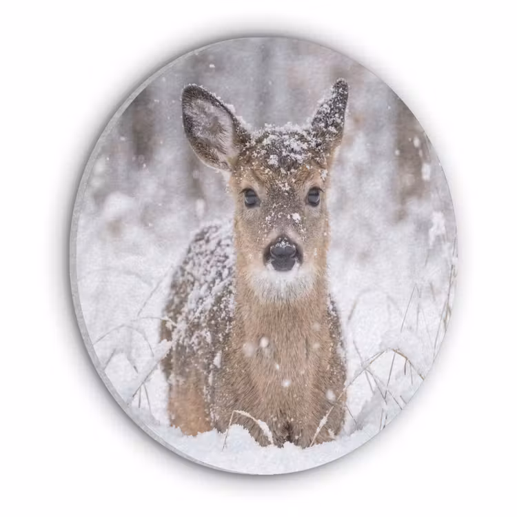 Hert - Sneeuw - Bos - Dieren - Vertederend Akoestische PET Vilt - Rond klein -3d