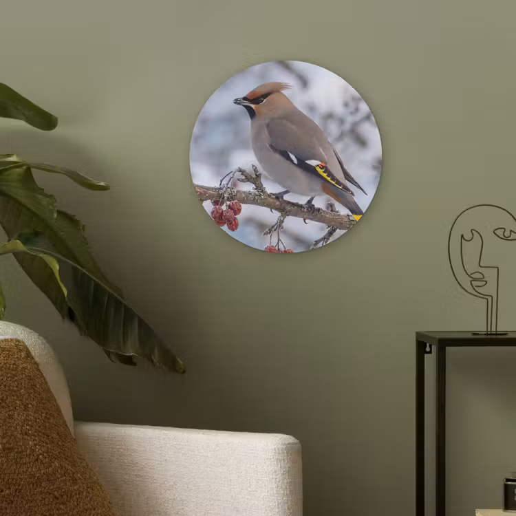 Pestvogel - Bessen - Winter - Natuur Akoestische PET Vilt - Rond klein -sfeer2