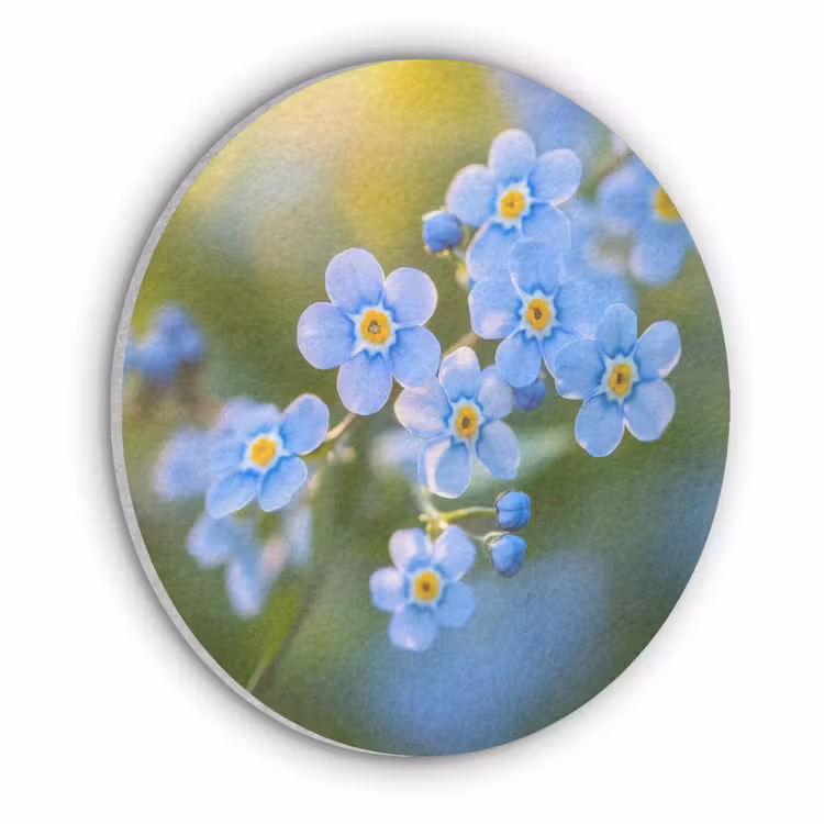 Bloemetjes - Blauw - Vergeet mij nietjes Akoestische PET Vilt - Rond klein -3d