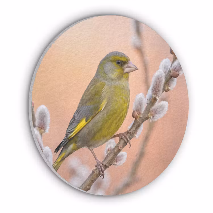 Groenling - Katjes - Lente - Natuur - Zacht Akoestische PET Vilt - Rond klein -3d