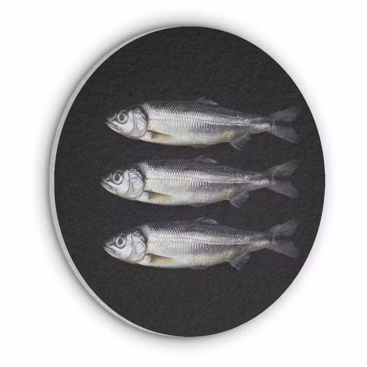Haring - Vissen - Zwart Akoestische PET Vilt - Rond klein -3d
