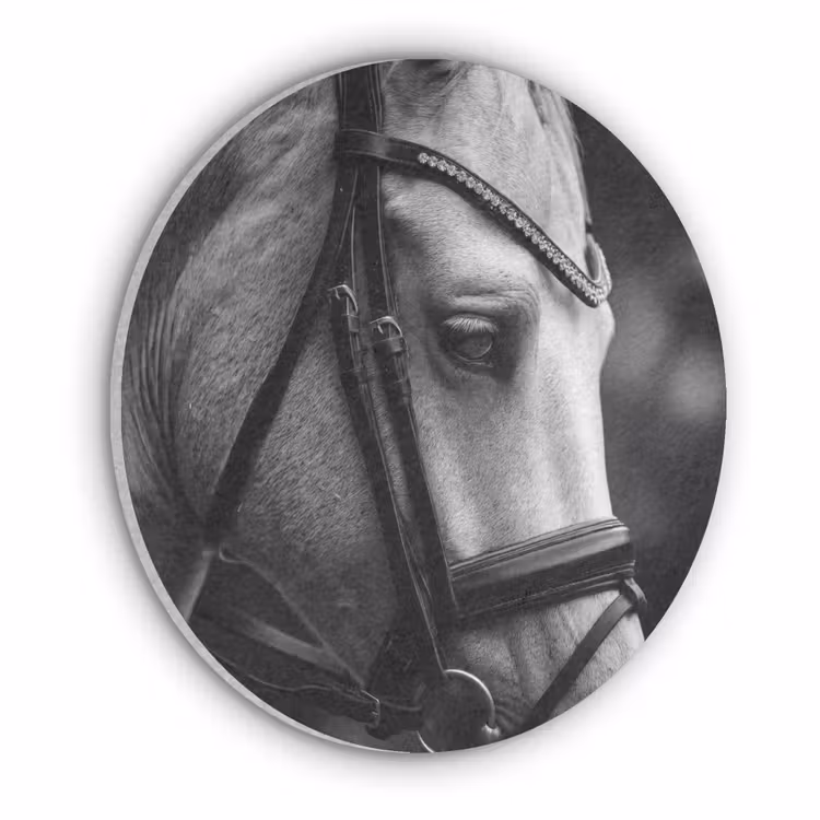 Paard - Schimmel - Portret Akoestische PET Vilt - Rond klein -3d