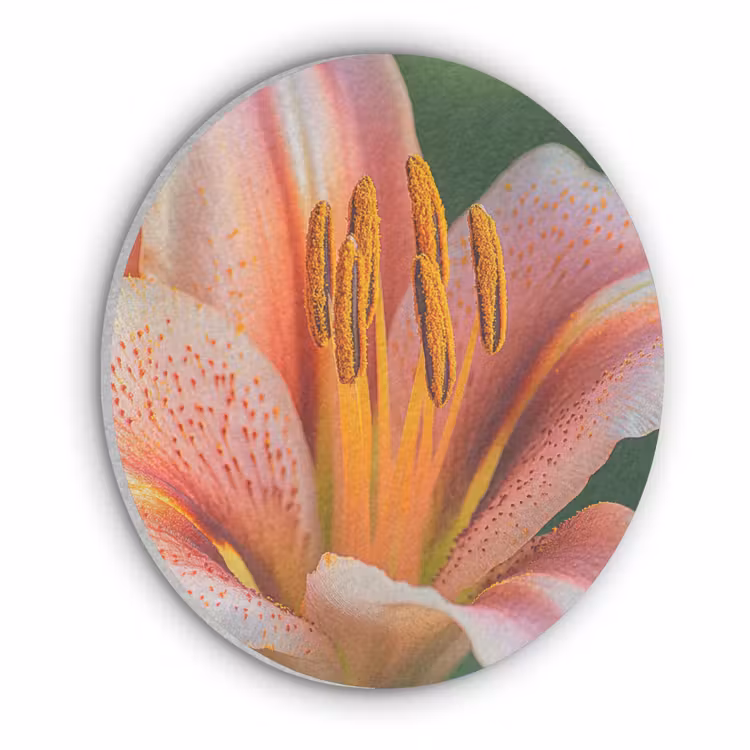 Lelie - Close up - Lichtroze Akoestische PET Vilt - Rond klein -3d