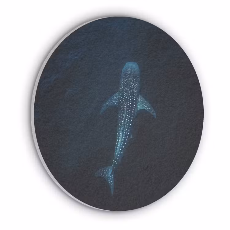 Oceaan - Walvishaai - Donkerblauw - Vlekken Akoestische PET Vilt - Rond klein -3d