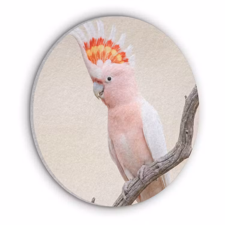 Papagaai - Tak - Roze Akoestische PET Vilt - Rond klein -3d