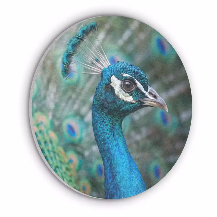 Pauw - Veren - Blauw Akoestische PET Vilt - Rond klein -3d