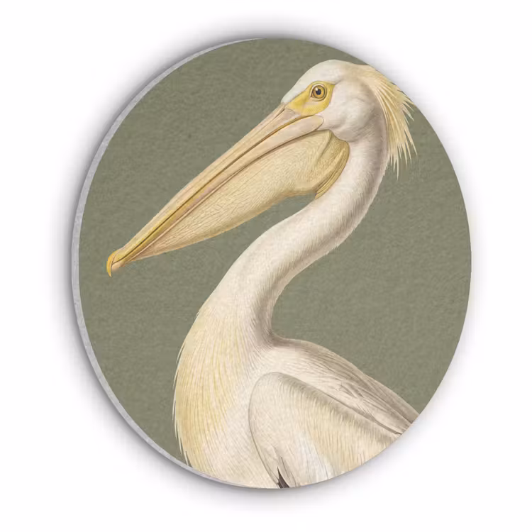 Pelikaan - Wit - Vogel - Klassiek - Natuur Akoestische PET Vilt - Rond klein -3d