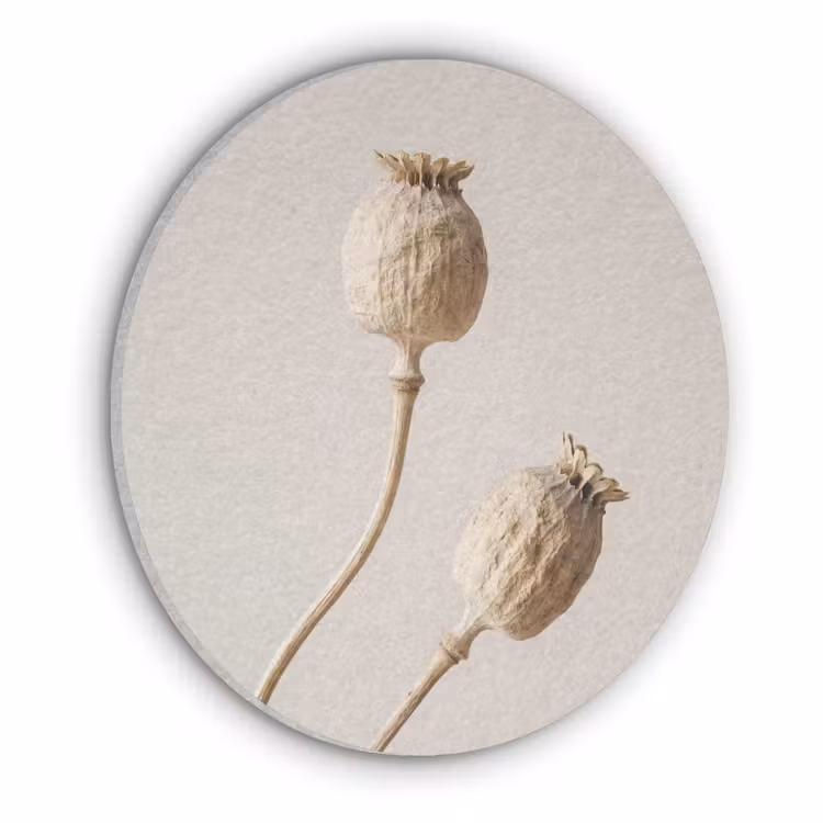 Papaverbollen - Droogbloemen - Minimalistisch - Beige - Rustig Akoestische PET Vilt - Rond klein -3d