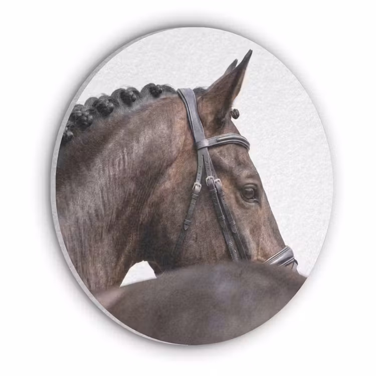 Portret - Paard - Elegant Akoestische PET Vilt - Rond klein -3d