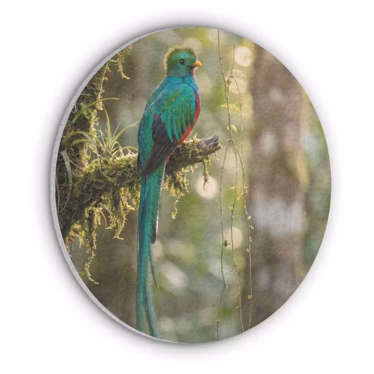 Quetzal - Jungle - Natuur - Groen Akoestische PET Vilt - Rond klein -3d