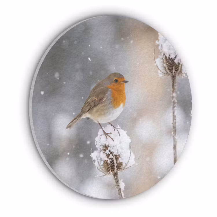 Roodborstje - Gedroogde bloem - Sneeuw - Winter - Vertederend Akoestische PET Vilt - Rond klein -3d