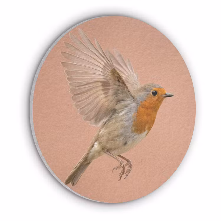 Roodborst - Natuur - Roze Akoestische PET Vilt - Rond klein -3d