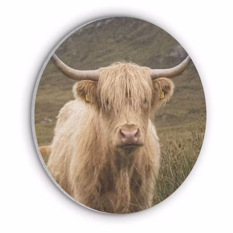 Schotse hooglander - Bergen - Grasveld Akoestische PET Vilt - Rond klein -3d