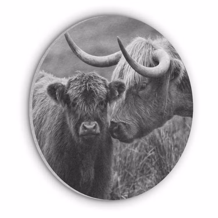 Schotse hooglander - Kalf - Zwart - Wit Akoestische PET Vilt - Rond klein -3d