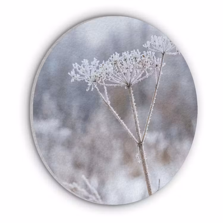 Schermbloem - Rijp - Kristallen - Winter - Delicaat Akoestische PET Vilt - Rond klein -3d