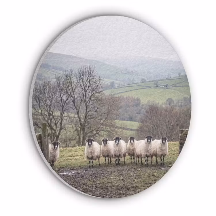 Schapen - Rij - Weide - Dieren - Platteland Akoestische PET Vilt - Rond klein -3d