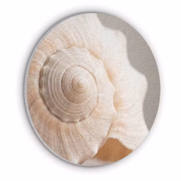 Schelp - Detail - Beige Akoestische PET Vilt - Rond klein -3d