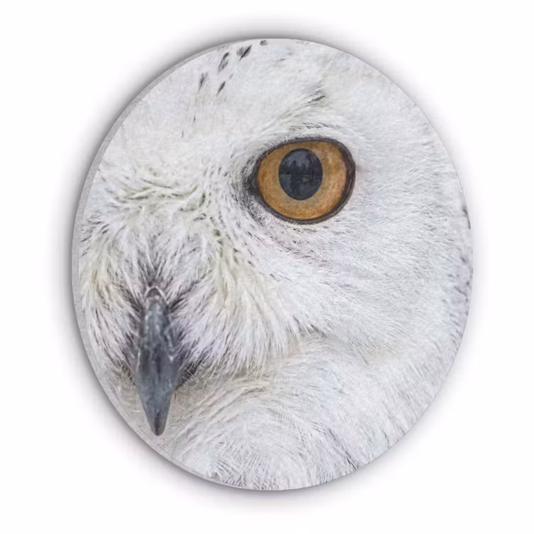 Sneeuwuil - Oog - Wildlife - Wit Akoestische PET Vilt - Rond klein -3d