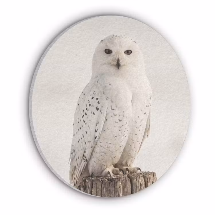 Sneeuwuil - Paal - Winter - Portret - Majestueus Akoestische PET Vilt - Rond klein -3d