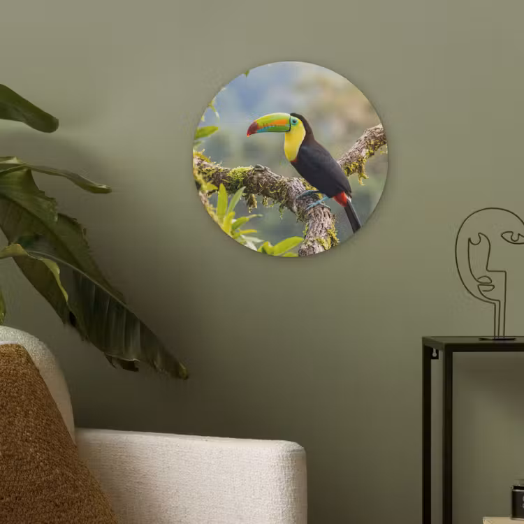 Toekan - Jungle - Natuur - Kleurrijk Akoestische PET Vilt - Rond klein -sfeer2