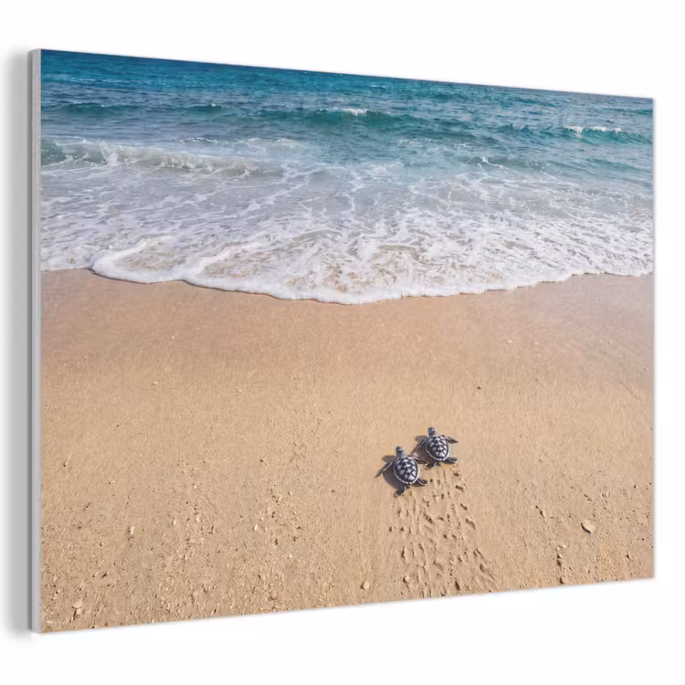 Schildpad - Jong - Strand - Oceaan - Blauw PET vilt klein -3d
