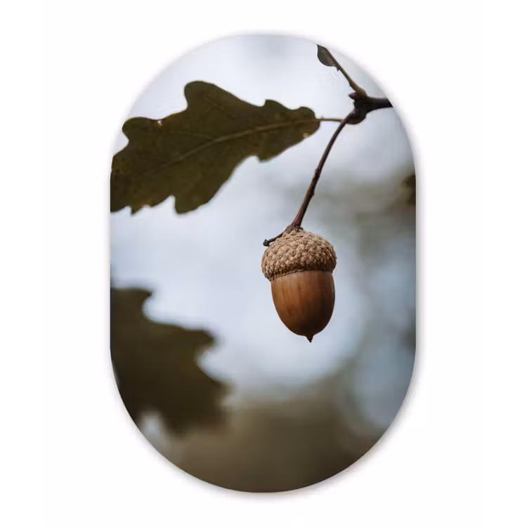 Eikel - Eikenblad - Bos - Herfst - Natuur Wandcirkel Ovaal Aluminium middel -3d