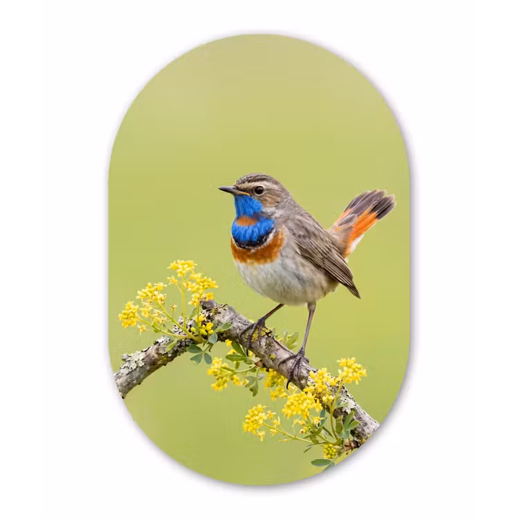 Vogel - Tak - Natuur - Kleurrijk Wandcirkel Ovaal Aluminium middel -3d