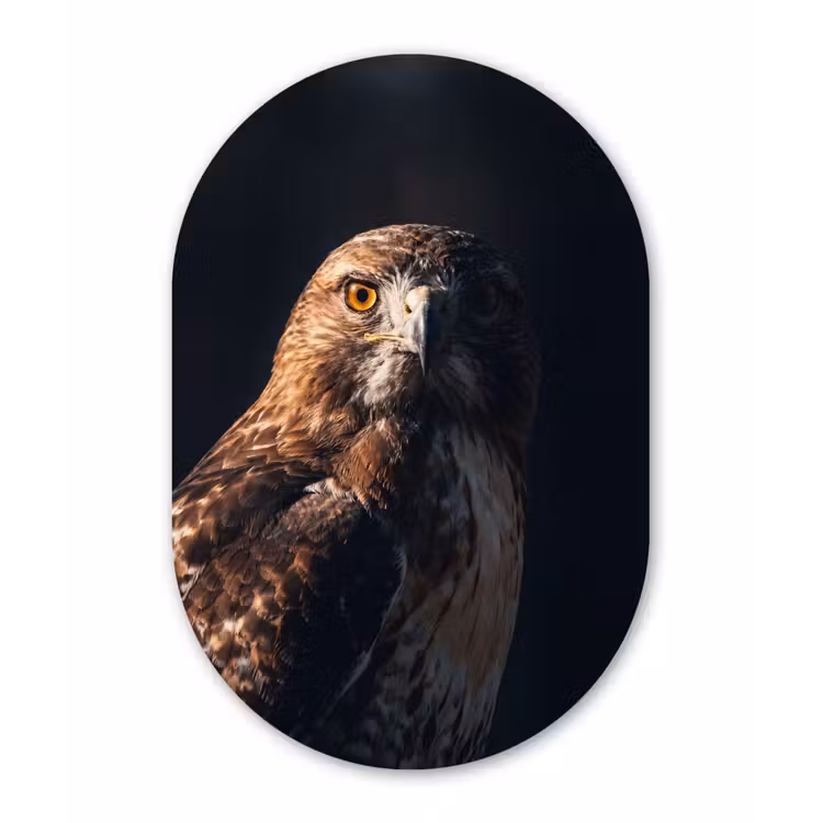 Roofvogel - Buizerd - Bruin Wandcirkel Ovaal Aluminium middel -3d