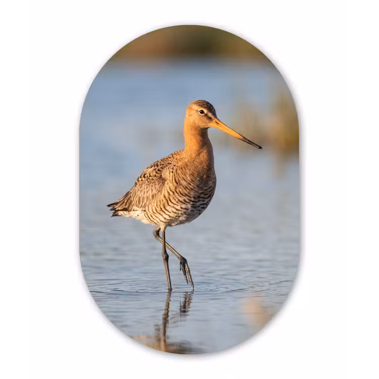 Vogel - Steltloper - Water - Natuur Wandcirkel Ovaal Aluminium middel -3d