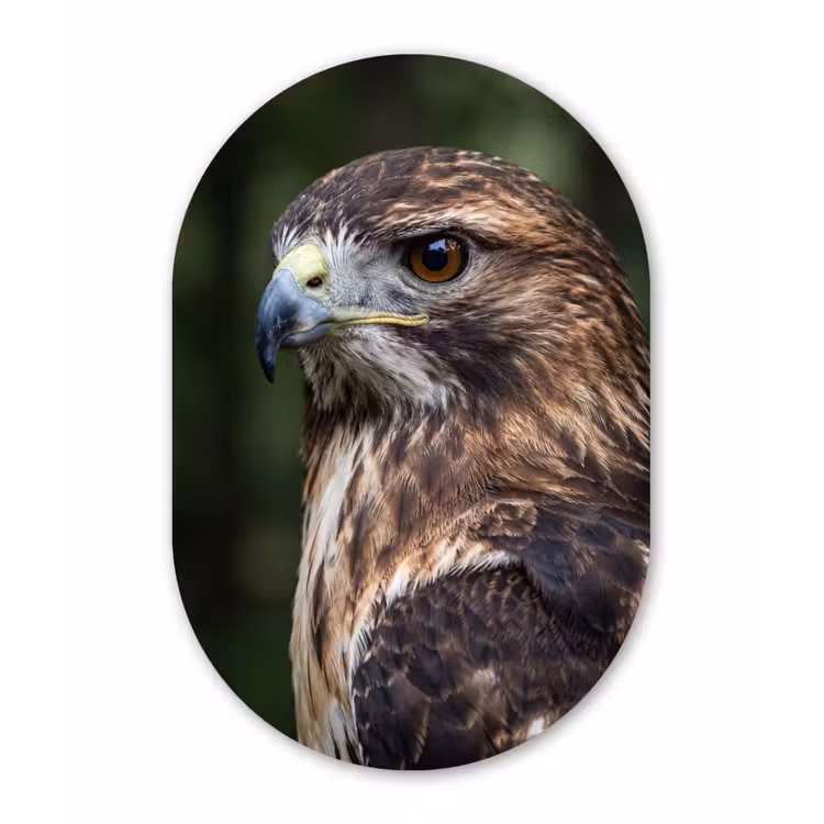 Buizerd - Roofvogel - Natuur - Bruin Wandcirkel Ovaal Aluminium middel -3d