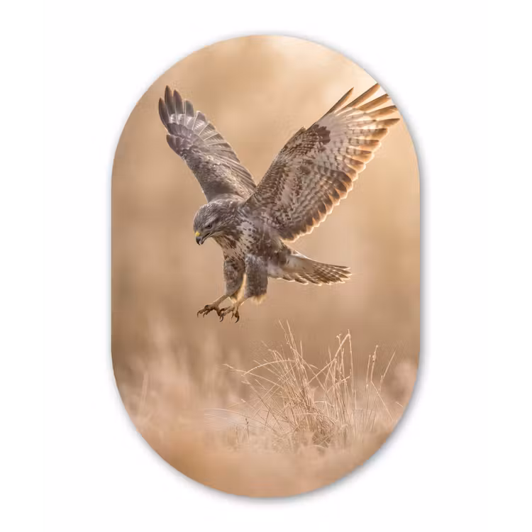 Buizerd - Roofvogel - Natuur - Bruin Wandcirkel Ovaal Aluminium middel -3d