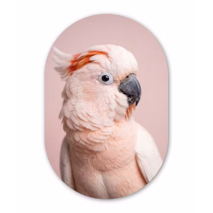 Kaketoe - Portret - Roze Wandcirkel Ovaal Aluminium middel -3d