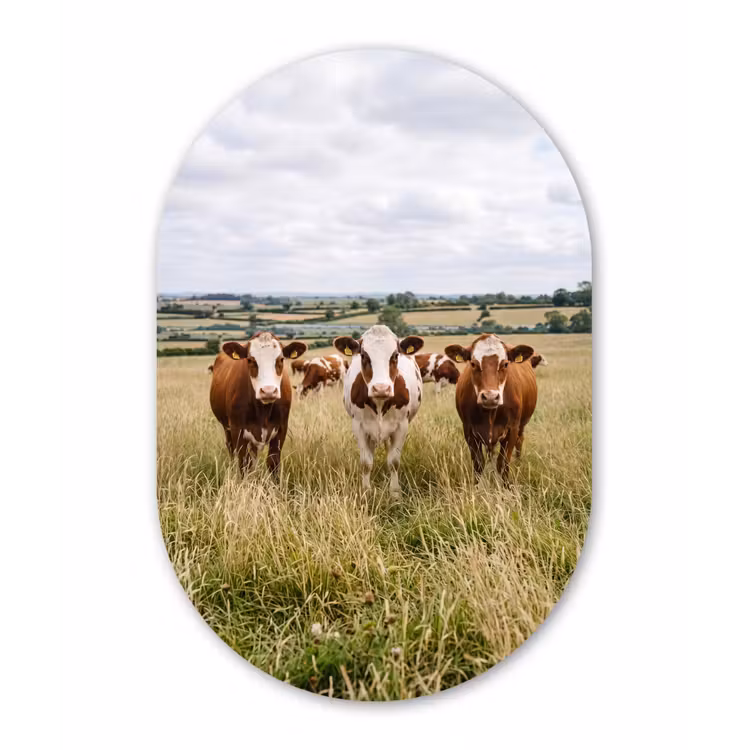 Koeien - Portret - Weide - Boerderij - Nieuwsgierig Wandcirkel Ovaal Aluminium middel -3d