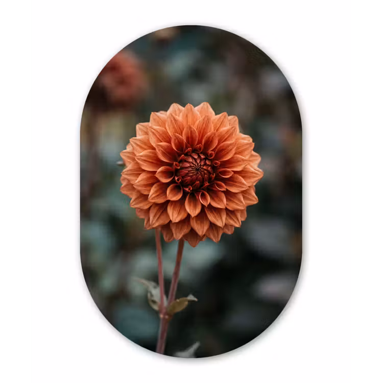 Dahlia - Bloem - Natuur - Sfeervol Wandcirkel Ovaal Aluminium middel -3d