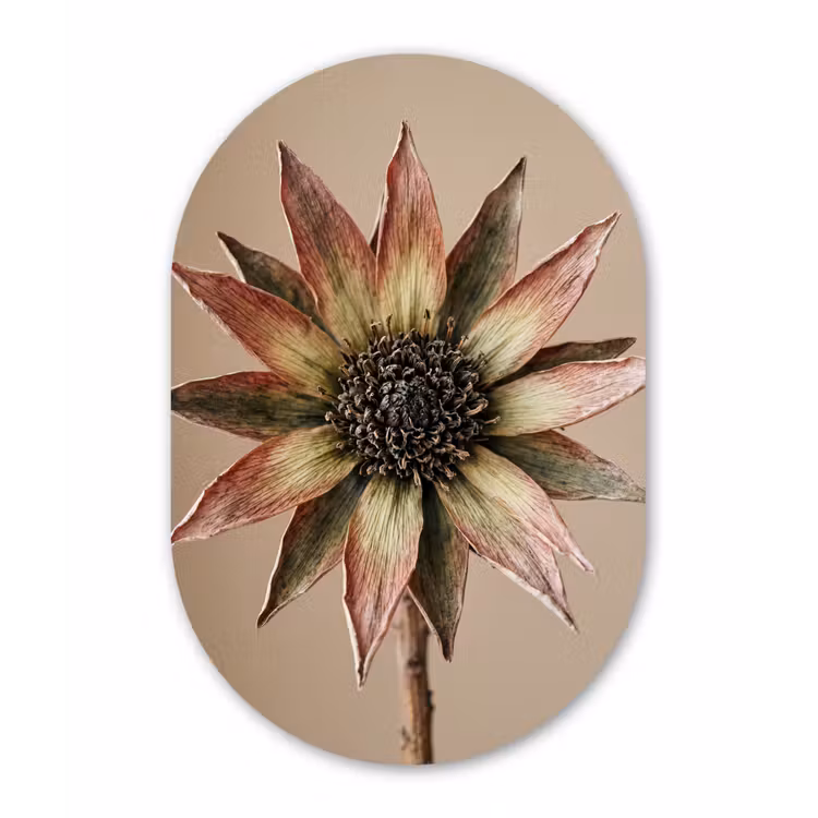 Droogbloem - Protea - Vintage - Beige - Rustiek Wandcirkel Ovaal Aluminium middel -3d