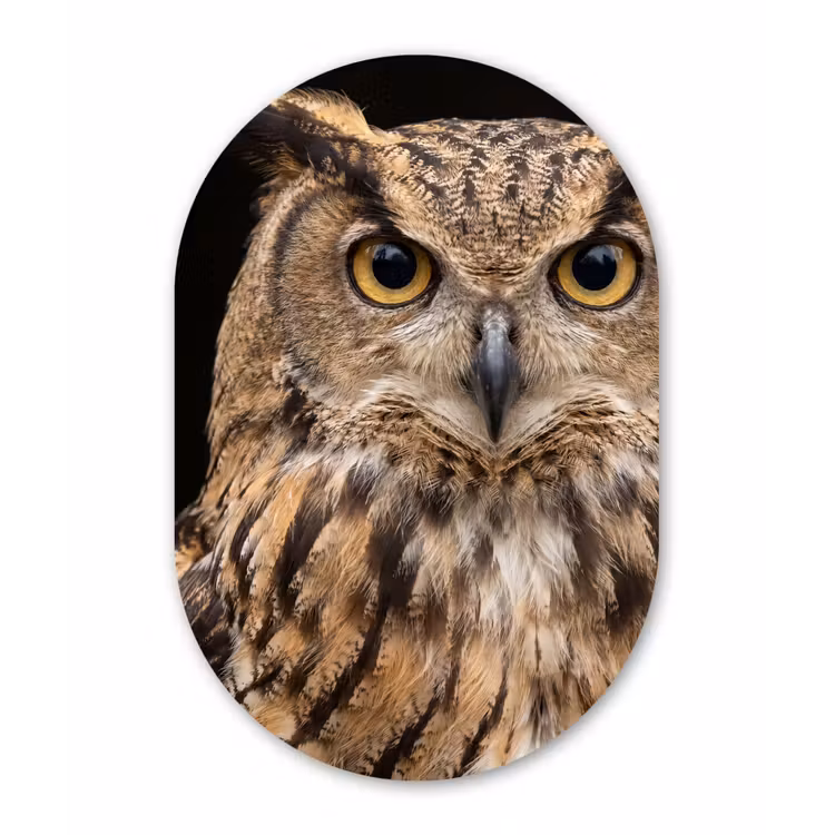 Oehoe - Uil - Portret - Bruin Wandcirkel Ovaal Aluminium middel -3d