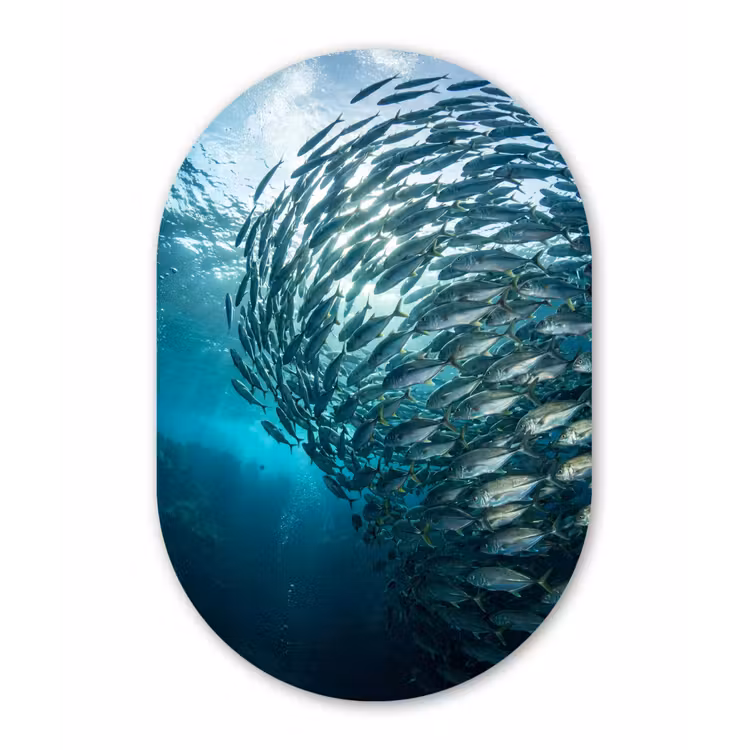 Vis - School - Oceaan - Natuur - Blauw Wandcirkel Ovaal Aluminium middel -3d