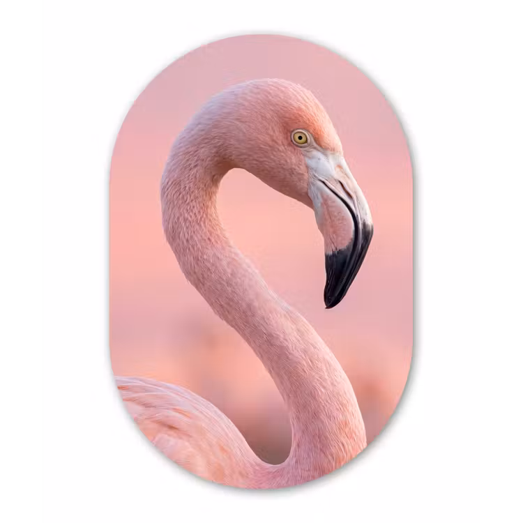 Flamingo - Portret - Roze Wandcirkel Ovaal Aluminium middel -3d