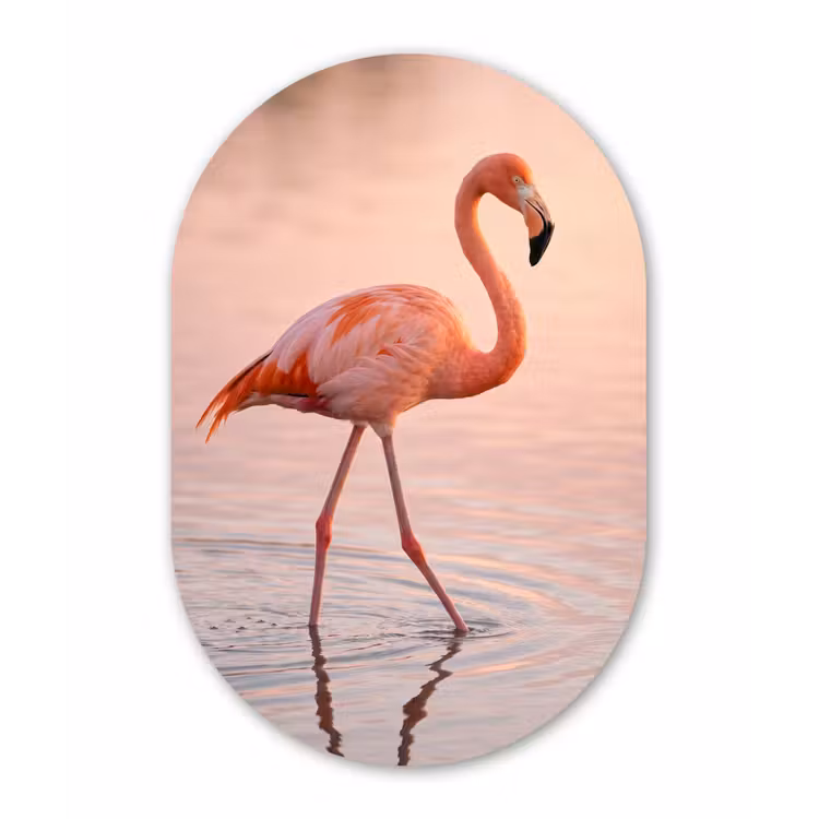 Flamingo - Water - Roze Wandcirkel Ovaal Aluminium middel -3d